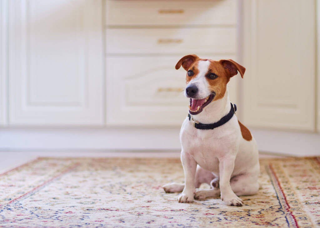 10 Point Checklist for Puppy Proofing Your Home